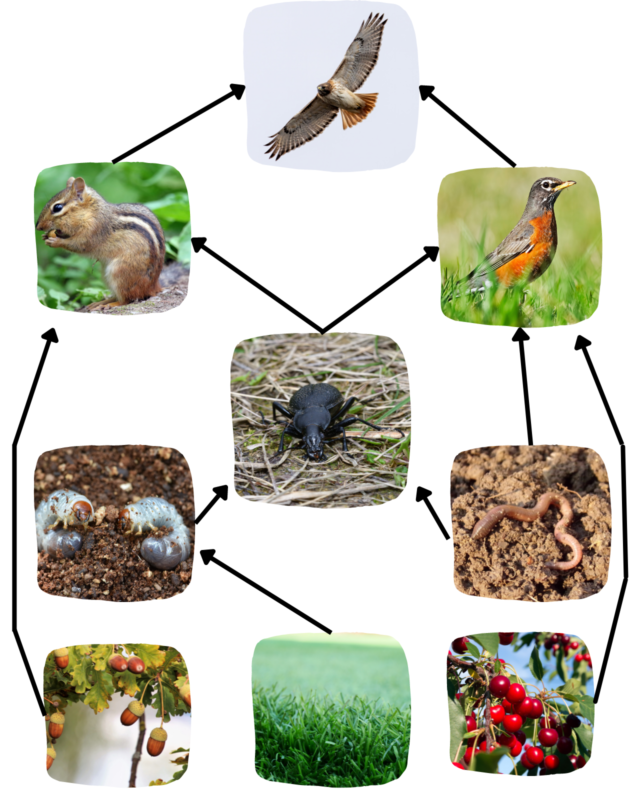 What is a food web? - Gulo in Nature