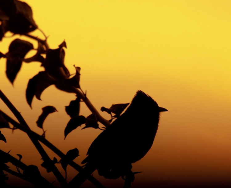 Why do birds sing in the morning? - Gulo in Nature