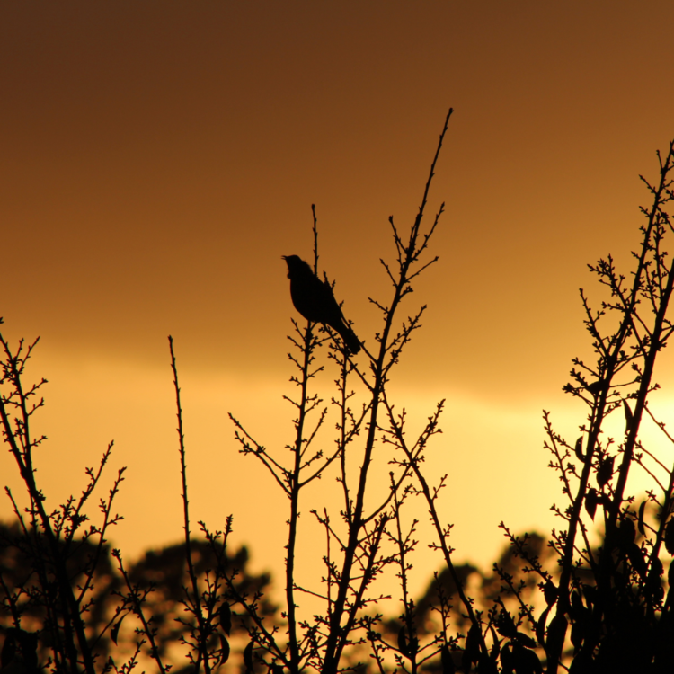 birds sing in the morning