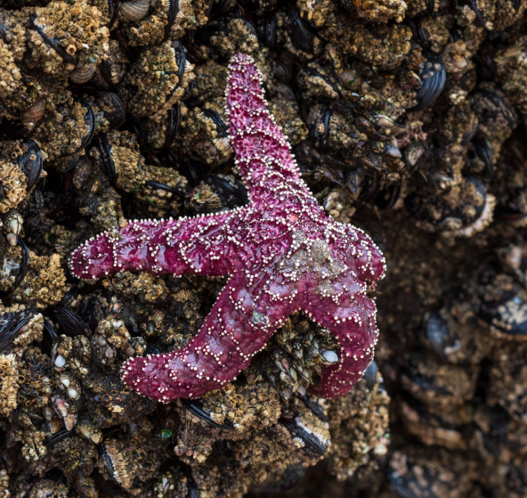 keystone species starfish