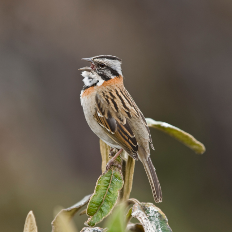 birds sing in the morning