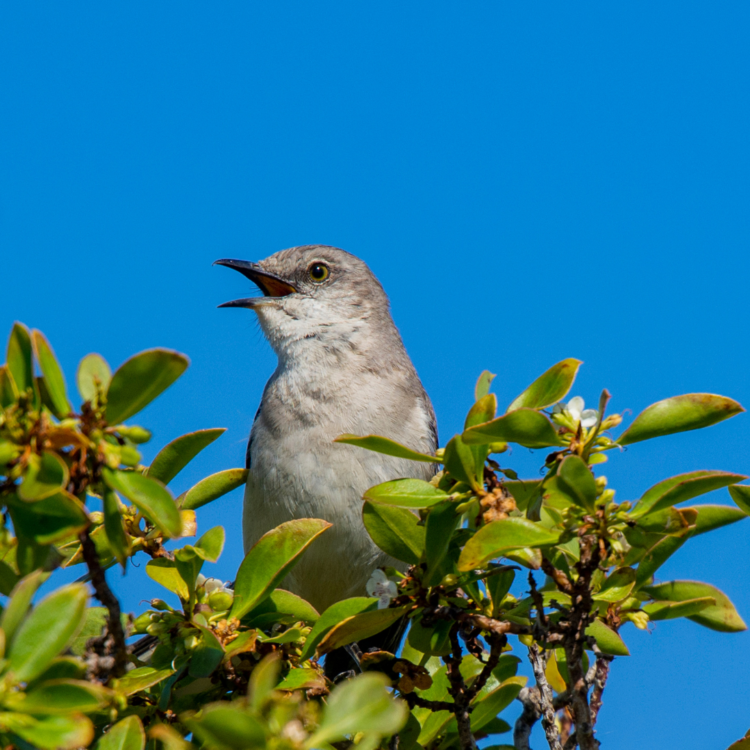 birds sing in the morning