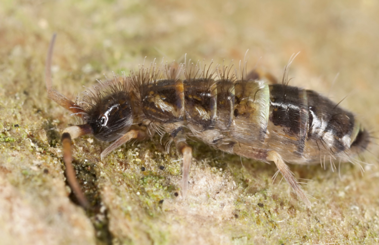 Springtails: Small but Useful - Laidback Gardener