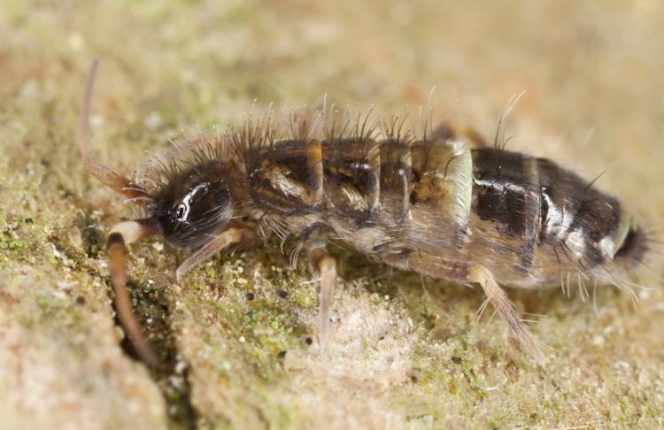 Springtails - The harmless critter in the soil