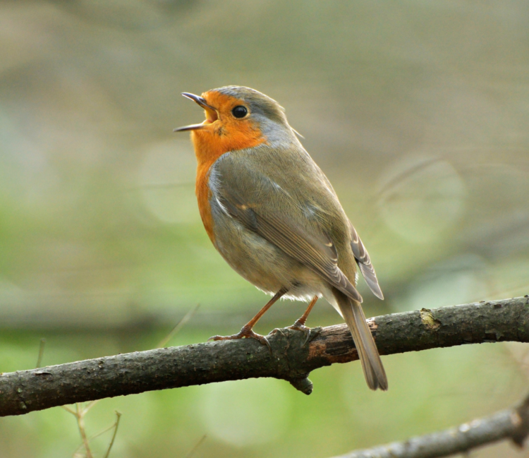 birds sing in the morning