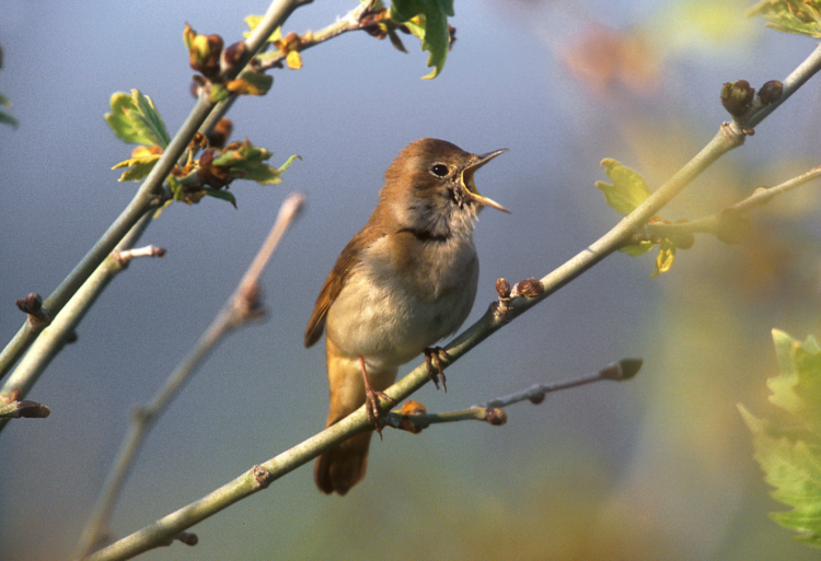 The singing bird