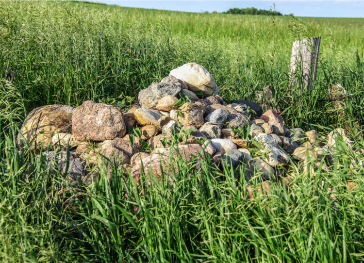 Natural Gardening