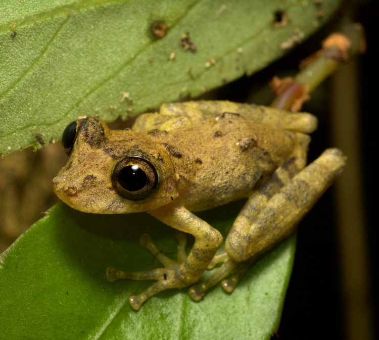 what is biodiversity?