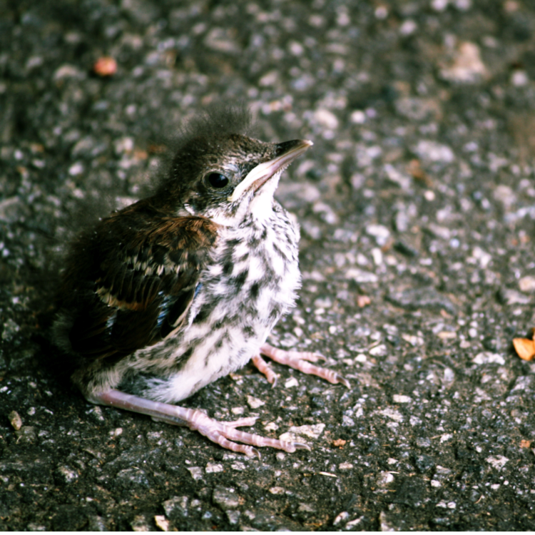 What to Do When You Find a Baby Bird on the Ground – Chirp Nature