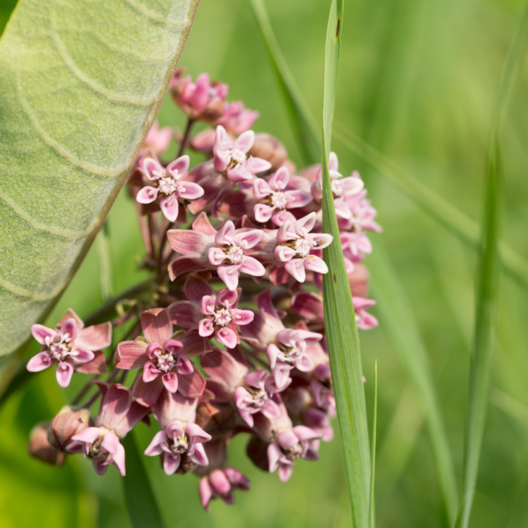 milkweeds