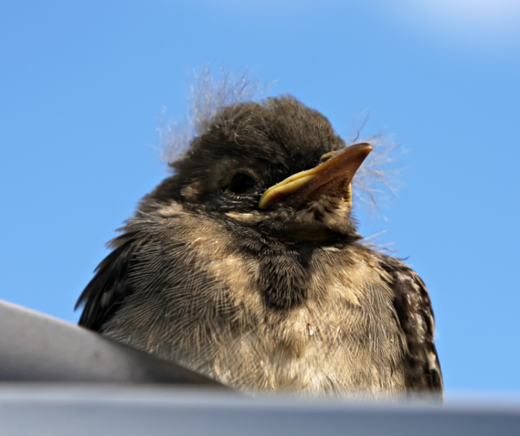 What to Do If You Find a Baby Bird on the Ground - PetHelpful