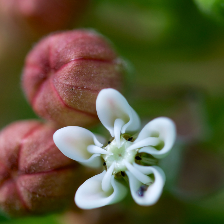 milkweeds