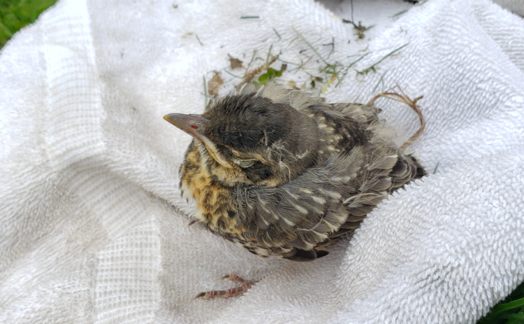 What to do if you find a baby bird