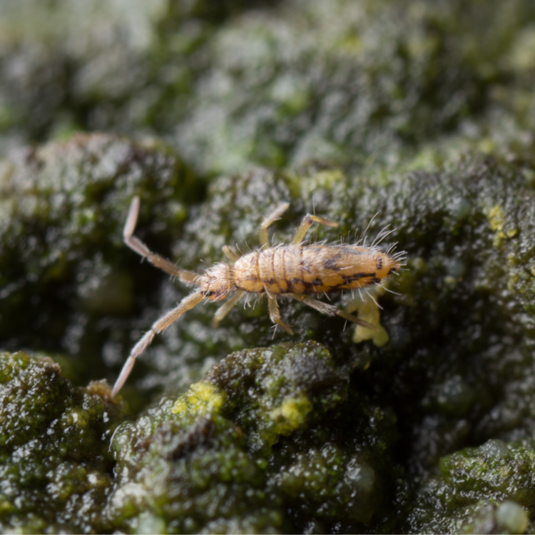 Springtails - The harmless critter in the soil