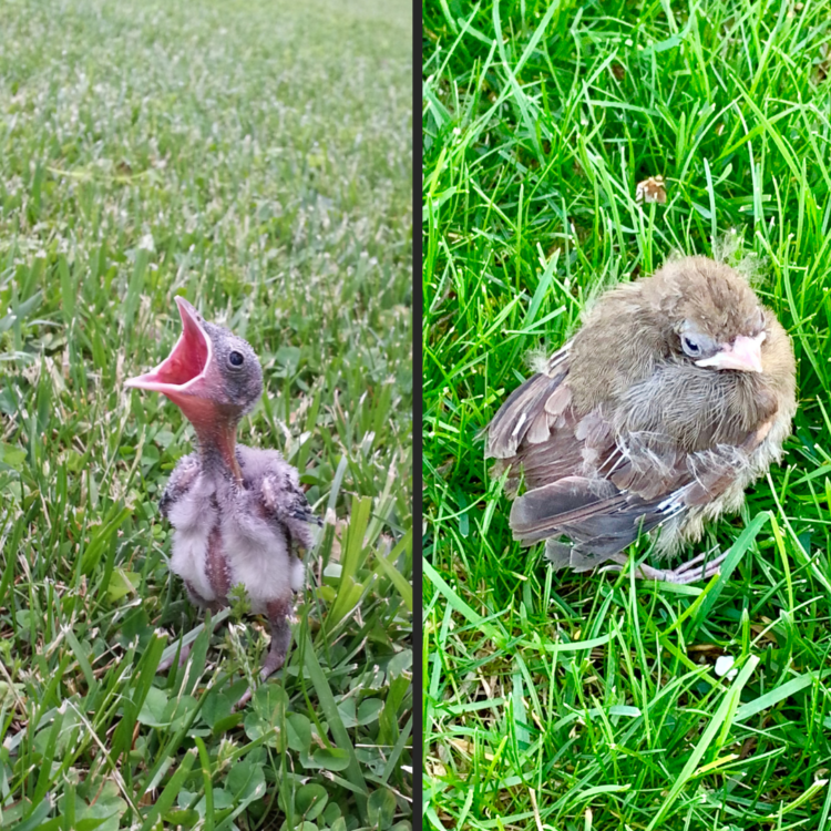 I found a baby bird. What do I do?