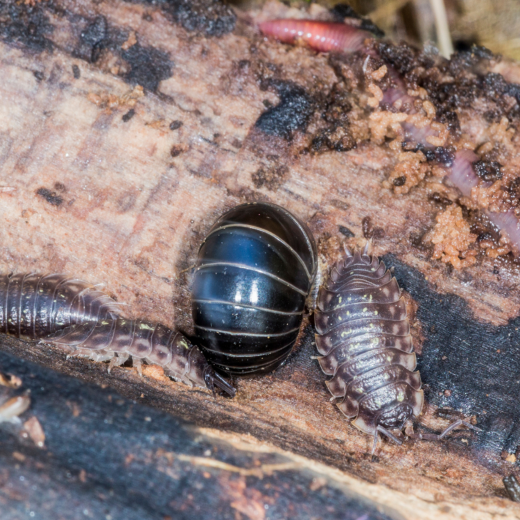 roly poly