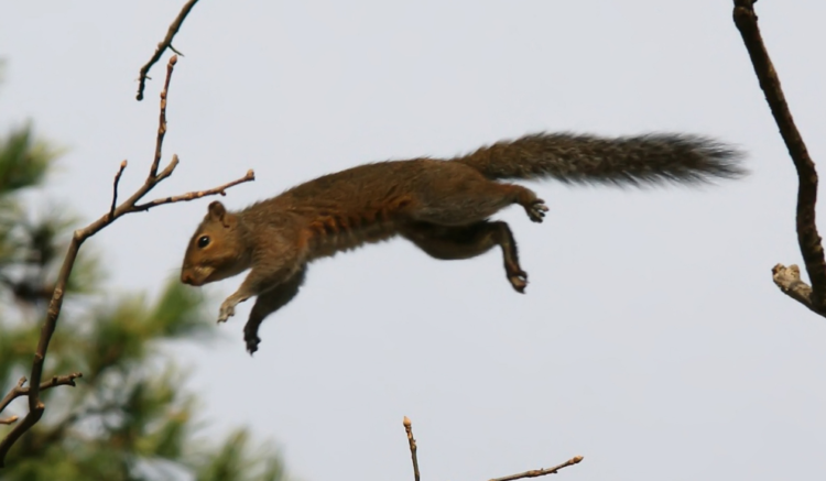 Squirrels be doing superheroes poses : r/memes