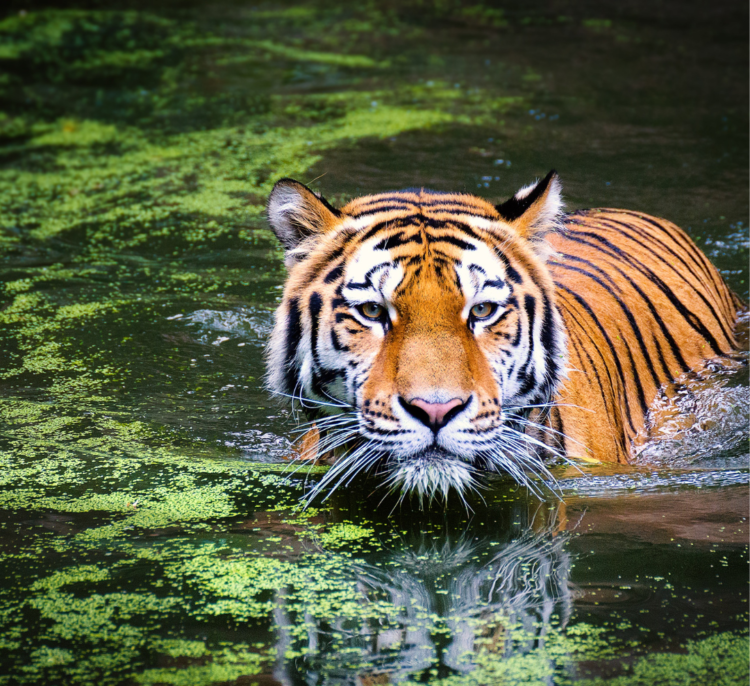 18 Incredible Bengal Tiger Facts 