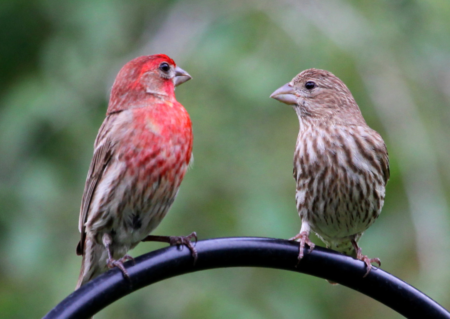 Red Birds: Pictures of 12 Red Birds From Around the World