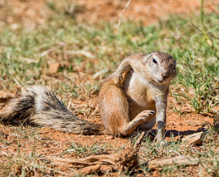 Squirrels Land Like Superheroes Video | TikTok