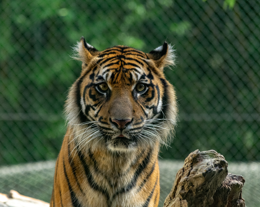 18 awesome facts about tigers | Gulo in Nature