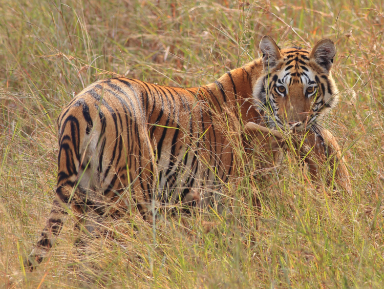 18 awesome facts about tigers - Gulo in Nature