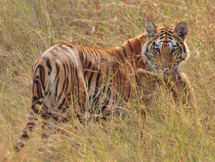 18 Incredible Bengal Tiger Facts 