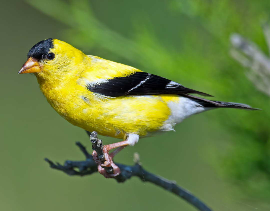 12 common backyard birds in the Eastern US | Gulo in Nature