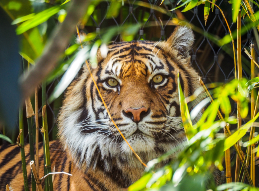 Surprising Facts about Bengal Tigers You Need To Know