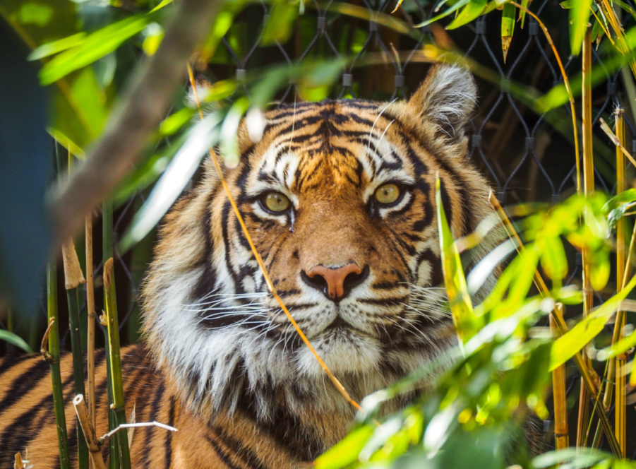 Understanding Tiger Stripes - Significance and Meanings - Tiger Safari in  India