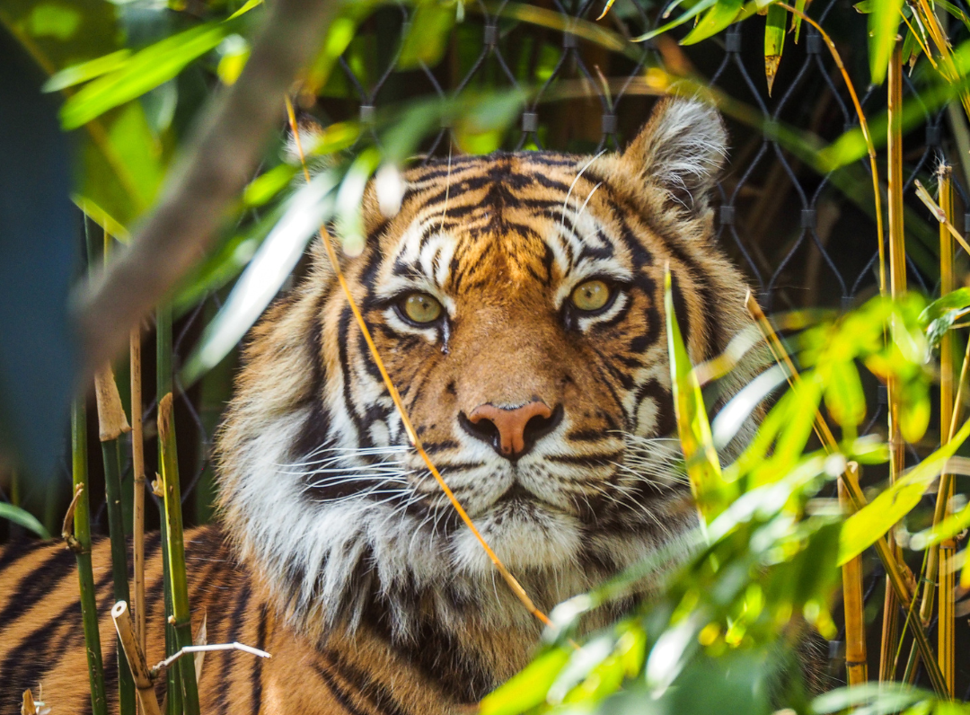 Tigers are orange to confuse their prey who see them as green