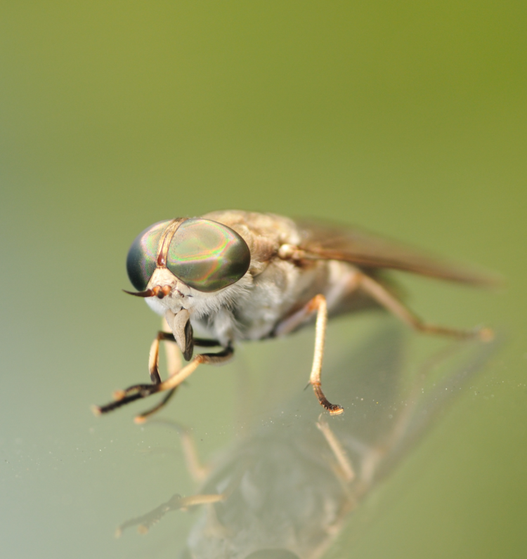 why-do-bugs-bite-gulo-in-nature