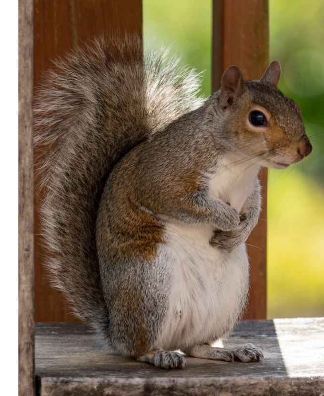 Do squirrels land like superheroes? Gulo in Nature