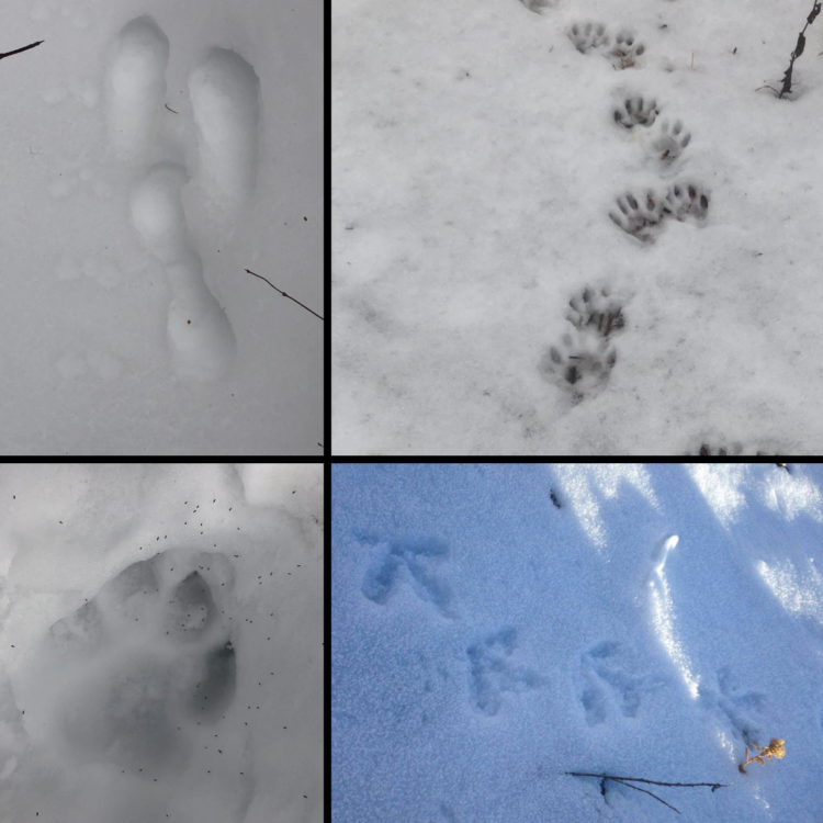 Animal Tracks - Ohio  Animal tracks in snow, Animal tracks, Fun