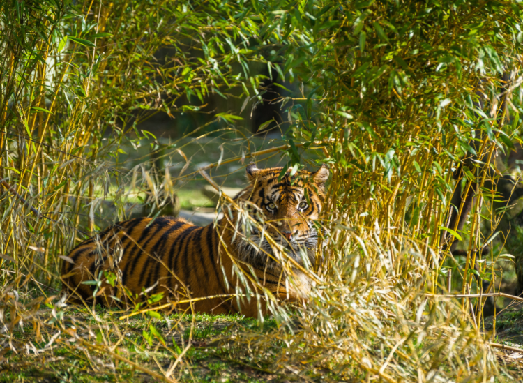 Tigers are orange to confuse their prey who see them as green, experts say