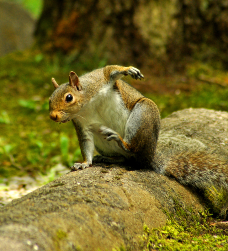 Do squirrels land like superheroes? - Gulo in Nature