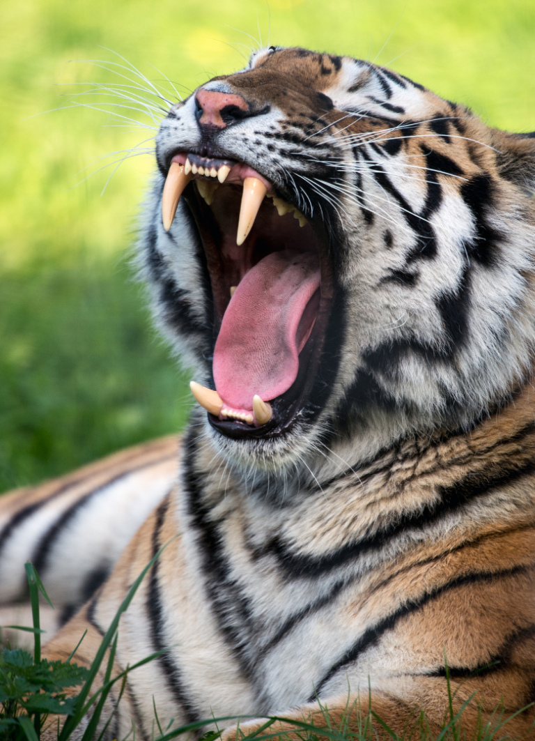 18 awesome facts about tigers | Gulo in Nature