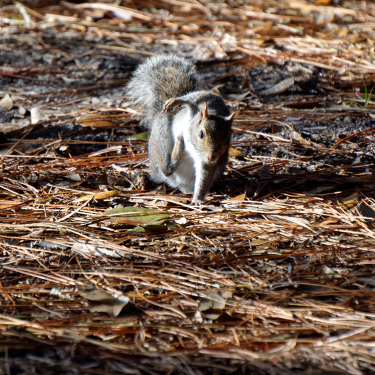 squirrels land like superheroes