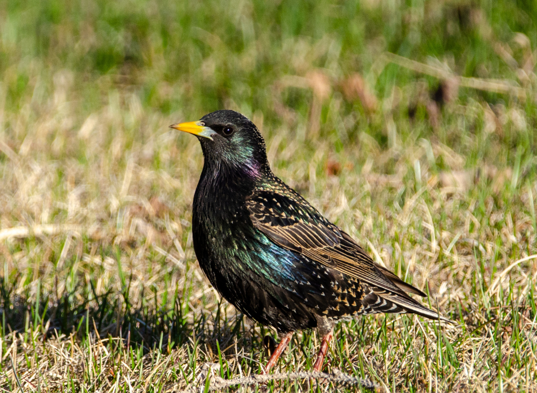 12 common backyard birds in the Eastern US | Gulo in Nature