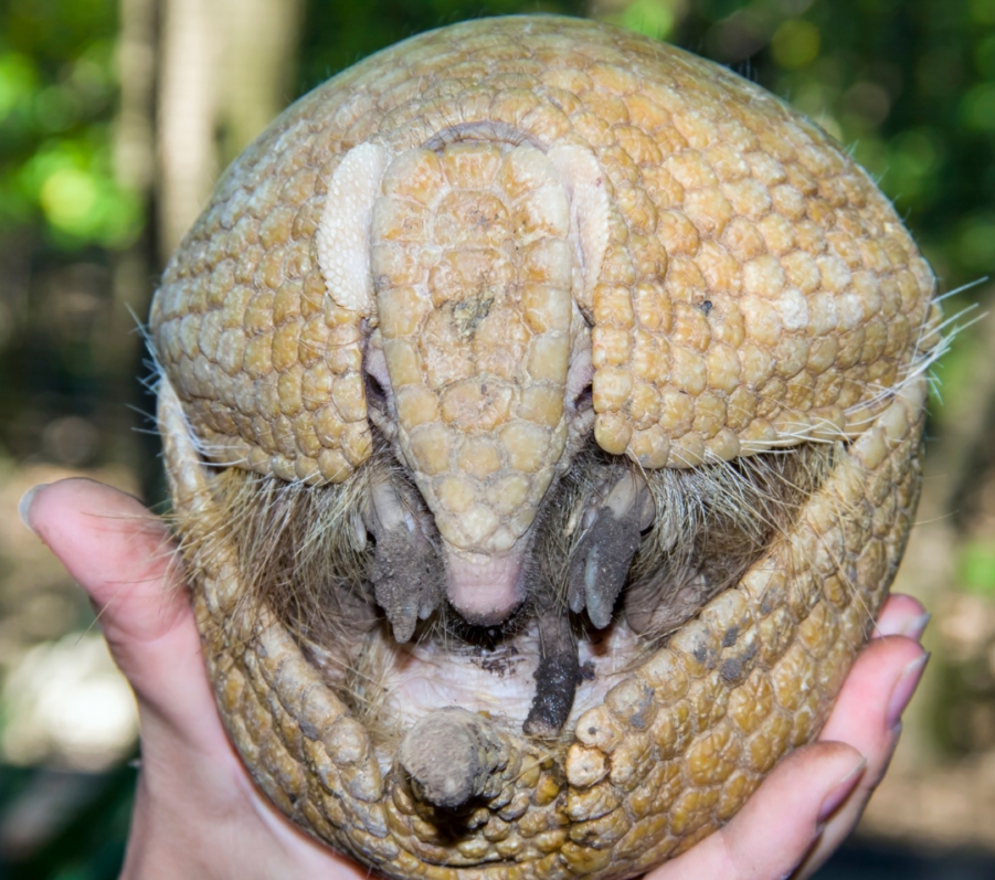 11 cool facts about the roly-poly | Gulo in Nature