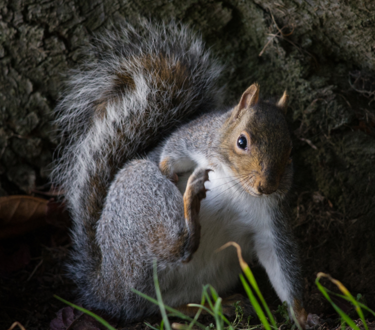 Is it a bird? is it a plane? No it's a red squirrel! | Daily Mail Online