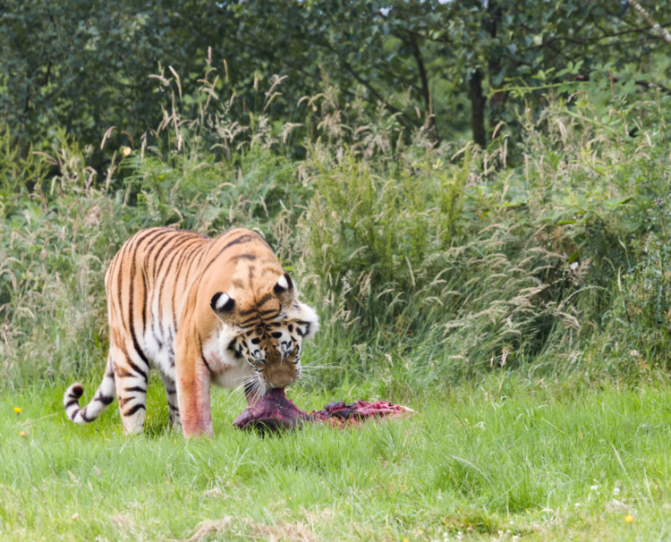 Continental Tiger, Species