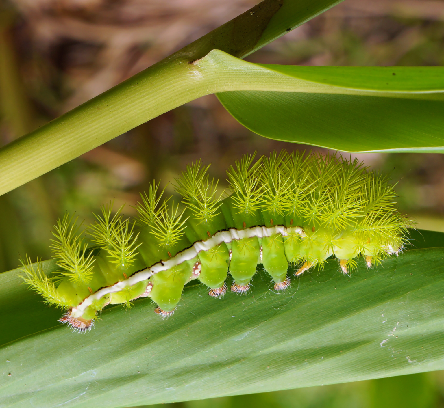 why-do-bugs-bite-gulo-in-nature