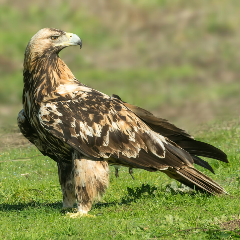 Hawk and eagle blog post