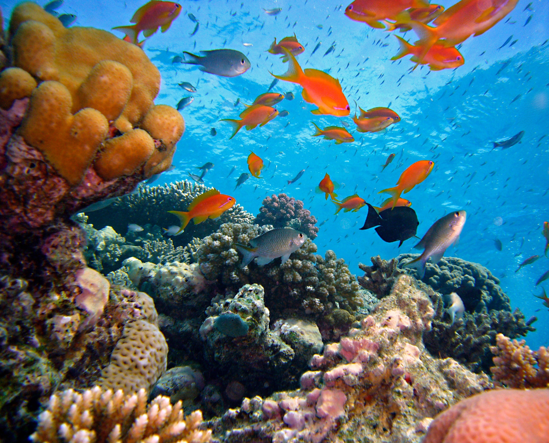 Coral Reefs: A Natural History: Sheppard, Charles, Kelley, Corals