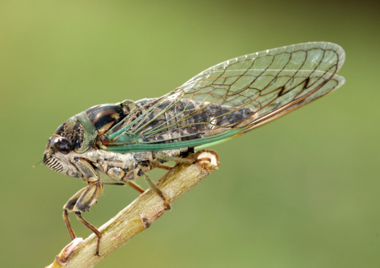 cicada facts