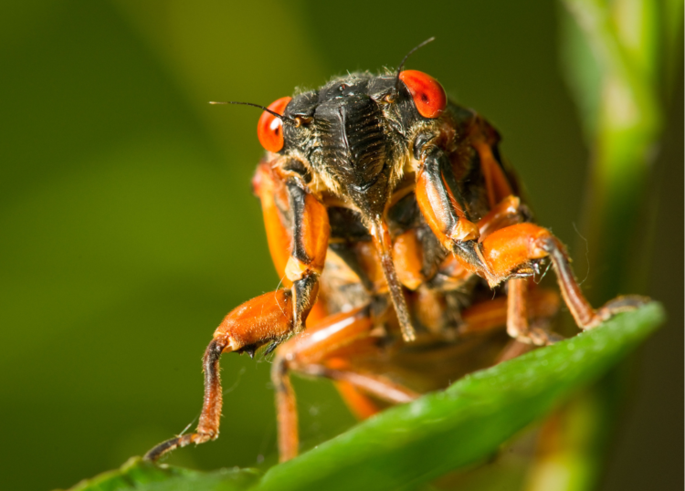 cicada facts