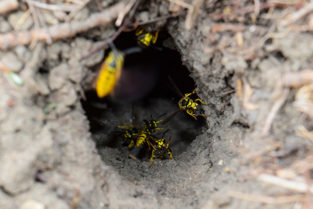 Are wasps more aggressive in the Fall? | Gulo in Nature