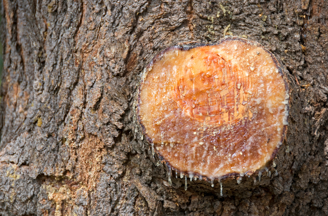 why-do-trees-produce-sap-gulo-in-nature