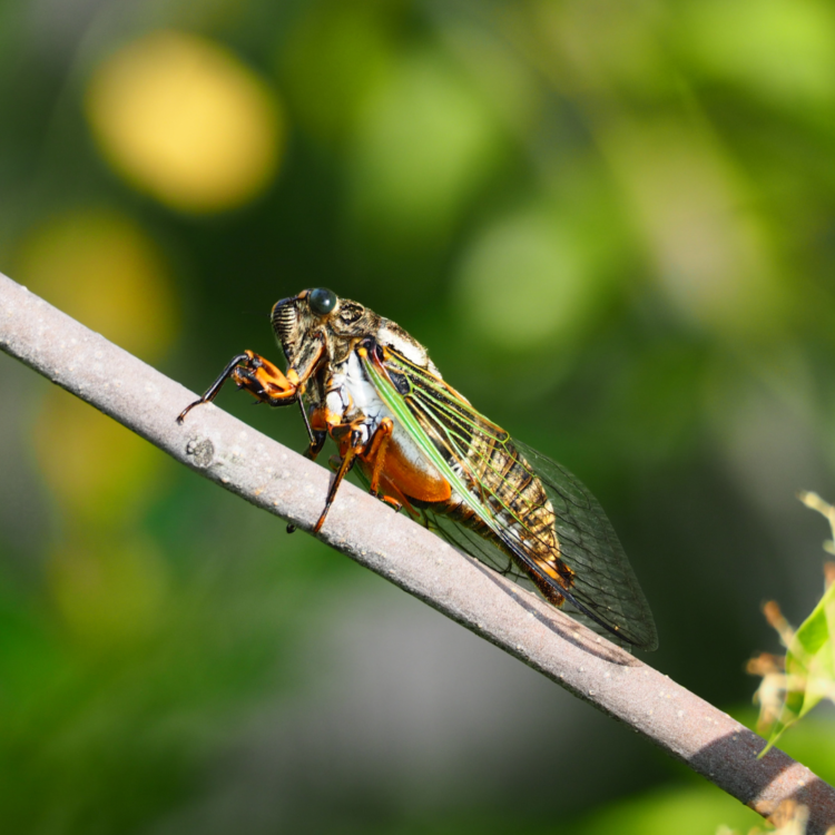 cicada facts